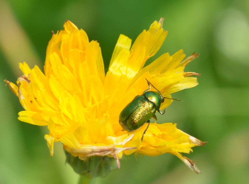 Chrysomelidae: Cryptocephalus samniticus.